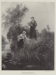 Meadow Sweet